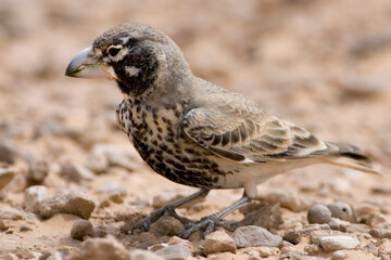 Diksnavelleeuwerik, Thick-billed Lark, Ramphocoris clotbey