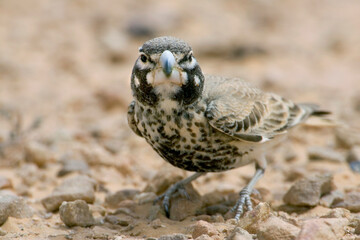 Diksnavelleeuwerik, Thick-billed Lark, Ramphocoris clotbey