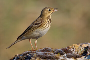 Boompieper, Tree Pipit, Anthus trivialis