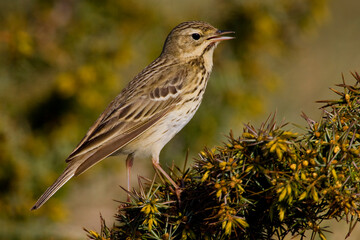 Boompieper, Tree Pipit, Anthus trivialis