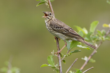 Tree Pipit, Boompieper, Anthus trivialis