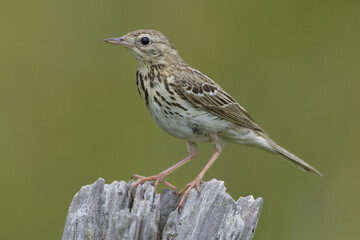 Tree Pipit, Boompieper, Anthus trivialis