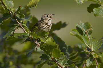 Tree Pipit, Boompieper, Anthus trivialis