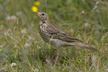 Fototapeta premium Tree Pipit, Boompieper, Anthus trivialis