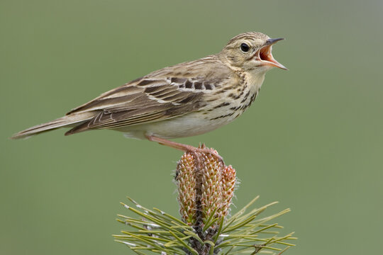 Tree Pipit, Boompieper, Anthus trivialis