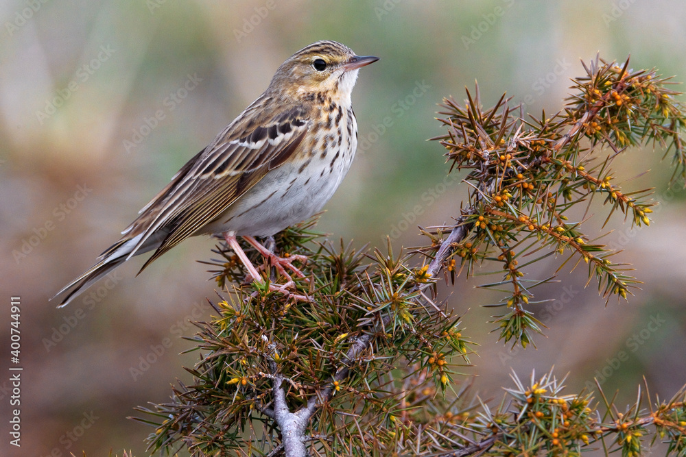 Wall mural Boompieper, Tree Pipit, Anthus trivialis