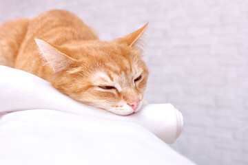 Ginger cat sleeps, resting his head on a towel against the background of a loft-style wall, relaxing.