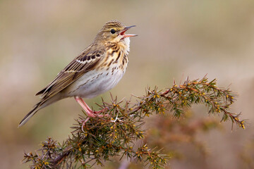 Boompieper, Tree Pipit, Anthus trivialis