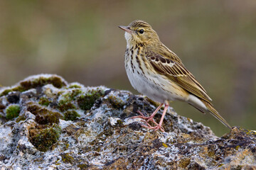Boompieper, Tree Pipit, Anthus trivialis