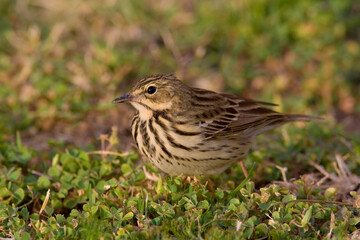 Boompieper, Tree Pipit, Anthus trivialis