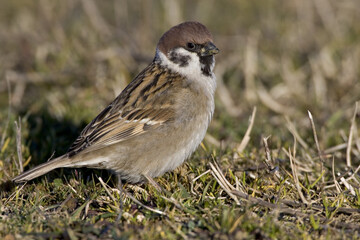 Tree Sparrow; Ringmus; Passer montanus
