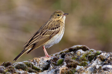 Boompieper, Tree Pipit, Anthus trivialis