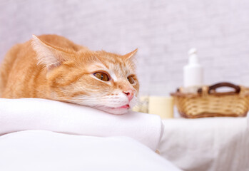 A ginger cat lies with its head resting on a towel against the background of a loft-style wall, relaxing. Selective focus