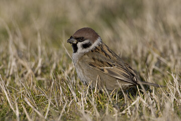 Eurasian Tree Sparrow; Ringmus; Passer montanus