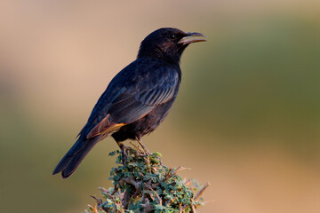 Tristrams Spreeuw, Tristram's Starling, Amydrus Tristramii