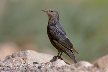 Tristrams Spreeuw, Tristram's Starling, Amydrus Tristramii