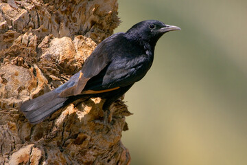 Tristrams Spreeuw, Tristram's Starling, Amydrus Tristramii