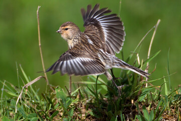 Frater, Twite, Carduelis flavirostris