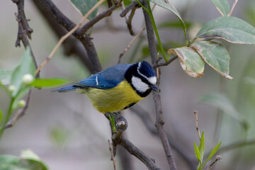 Maghrebpimpelmees, Ultramarine Tit, Cyanistes ultramarinus
