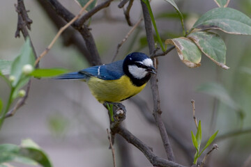 Maghrebpimpelmees, Ultramarine Tit, Cyanistes ultramarinus