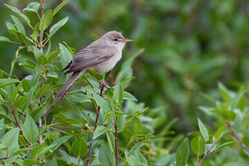 Grote Vale Spotvogel, Upchers Warbler, Hippolais languida