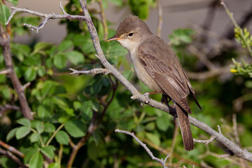 Grote Vale Spotvogel, Upchers Warbler, Hippolais languida