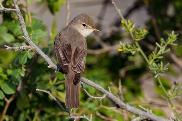 Grote Vale Spotvogel, Upchers Warbler, Hippolais languida