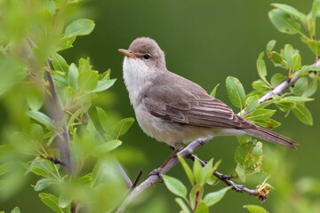 Grote Vale Spotvogel, Upchers Warbler, Hippolais languida
