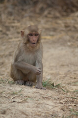 Rhesus macaque Macaca mulatta with a tumor in the throat. Keoladeo Ghana National Park. Bharatpur. Rajasthan. India.