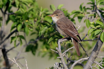Grote Vale Spotvogel, Upchers Warbler, Hippolais languida