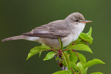 Grote Vale Spotvogel, Upchers Warbler, Hippolais languida