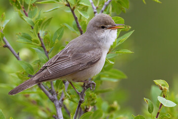 Grote Vale Spotvogel, Upchers Warbler, Hippolais languida