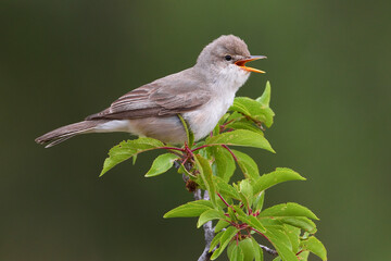 Grote Vale Spotvogel, Upchers Warbler, Hippolais languida