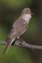 Grote Vale Spotvogel, Upchers Warbler, Hippolais languida