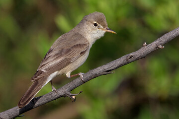 Grote Vale Spotvogel, Upchers Warbler, Hippolais languida