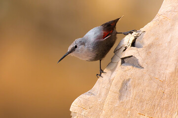 Rotskruiper, Wallcreeper, Tichodroma muraria