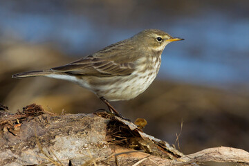 Waterpieper, Water Pipit, Anthus spinoletta
