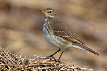 Waterpieper, Water Pipit, Anthus spinoletta