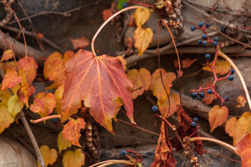 Lianas leaves on a brick wall, autumn