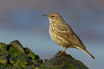 Waterpieper, Water Pipit, Anthus spinoletta