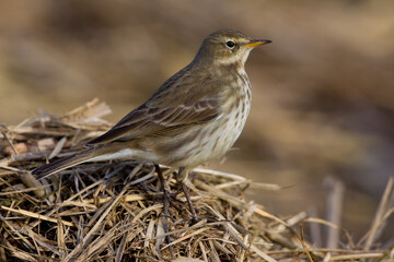 Waterpieper, Water Pipit, Anthus spinoletta