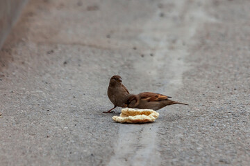Sparrow pecks bread on the footpath in the park