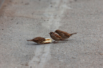 Sparrow pecks bread on the footpath in the park