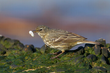 Waterpieper, Water Pipit, Anthus spinoletta