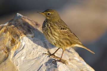 Waterpieper, Water Pipit, Anthus spinoletta