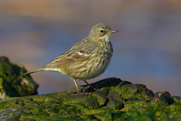 Waterpieper, Water Pipit, Anthus spinoletta