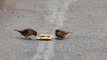 Sparrow pecks bread on the footpath in the park