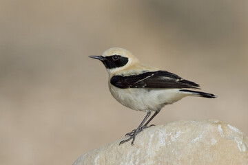 Western Black-eared Wheatear, Blonde Tapuit,Oenanthe hispanica