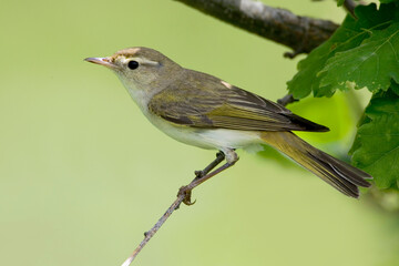 Bergfluiter, Western Bonelli's Warbler, Phylloscopus bonelli