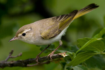 Bergfluiter, Western Bonelli's Warbler, Phylloscopus bonelli